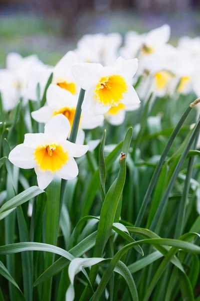 Mooie veld met heldere gele en witte narcissen (Narcissus) — Stockfoto