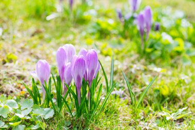 Grup mor Çiğdem (crocus sativus) seçmeli/yumuşak focu ile