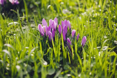 Grup mor Çiğdem (crocus sativus) seçmeli/yumuşak focu ile