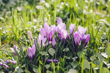Grup mor Çiğdem (crocus sativus) seçmeli/yumuşak focu ile