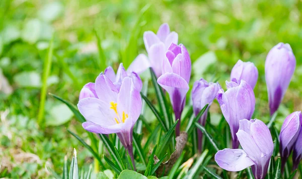 Grup mor Çiğdem (crocus sativus) seçmeli/yumuşak focu ile