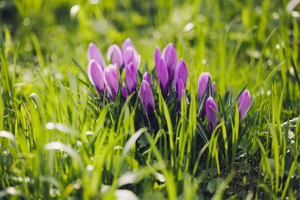 Grup mor Çiğdem (crocus sativus) seçmeli/yumuşak focu ile