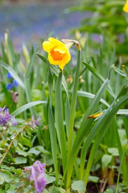 Güzel parlak sarı ve beyaz nergis (Narcissus alanıyla)