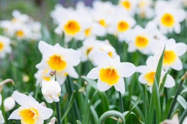 Güzel parlak sarı ve beyaz nergis (Narcissus alanıyla)