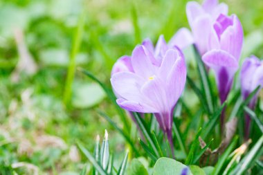 Grup mor Çiğdem (crocus sativus) seçmeli/yumuşak focu ile