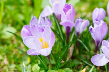 Grup mor Çiğdem (crocus sativus) seçmeli/yumuşak focu ile