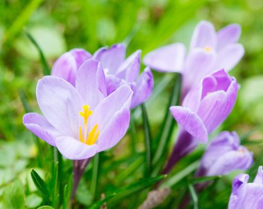 Grup mor Çiğdem (crocus sativus) seçmeli/yumuşak focu ile