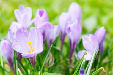 Grup mor Çiğdem (crocus sativus) seçmeli/yumuşak focu ile