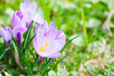 Grup mor Çiğdem (crocus sativus) seçmeli/yumuşak focu ile