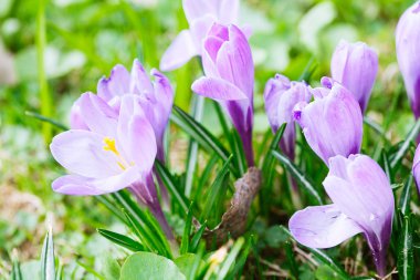 Grup mor Çiğdem (crocus sativus) seçmeli/yumuşak focu ile