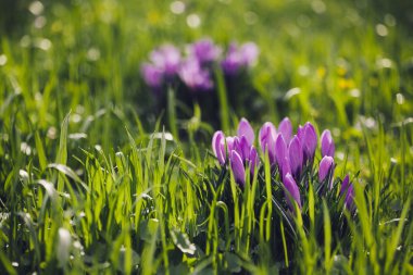 Grup mor Çiğdem (crocus sativus) seçmeli/yumuşak focu ile