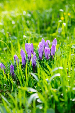 Grup mor Çiğdem (crocus sativus) seçmeli/yumuşak focu ile