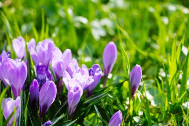 Grup mor Çiğdem (crocus sativus) seçmeli/yumuşak focu ile