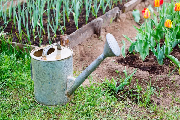 Oude, roestig gieter staande op gras — Stockfoto