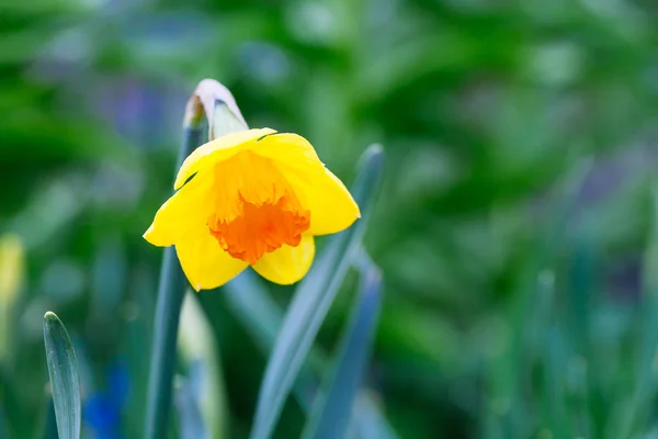 Precioso campo con narcisos de color amarillo brillante y blanco (Narciso ) — Foto de Stock