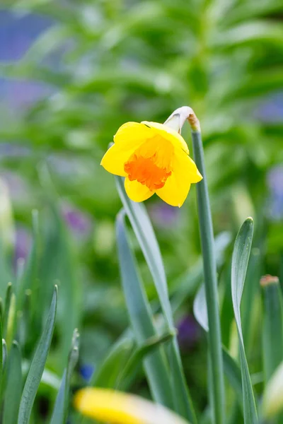 Precioso campo con narcisos de color amarillo brillante y blanco (Narciso ) — Foto de Stock
