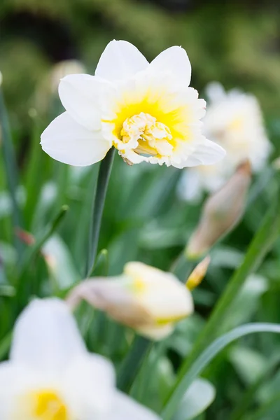 Precioso campo con narcisos de color amarillo brillante y blanco (Narciso ) —  Fotos de Stock