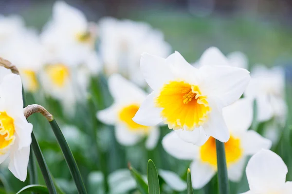 Прекрасное поле с ярко-желтыми и белыми нарциссами (Narcissus ) — стоковое фото