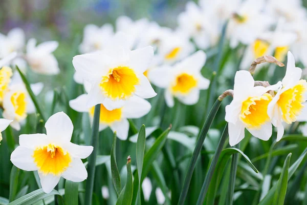 Mooie veld met heldere gele en witte narcissen (Narcissus) — Stockfoto