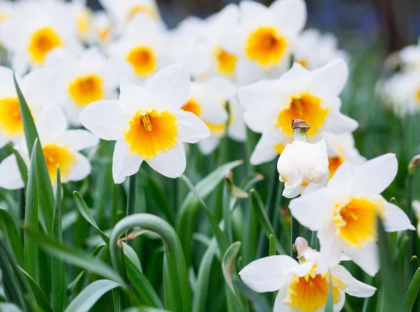 Mooie veld met heldere gele en witte narcissen (Narcissus) — Stockfoto
