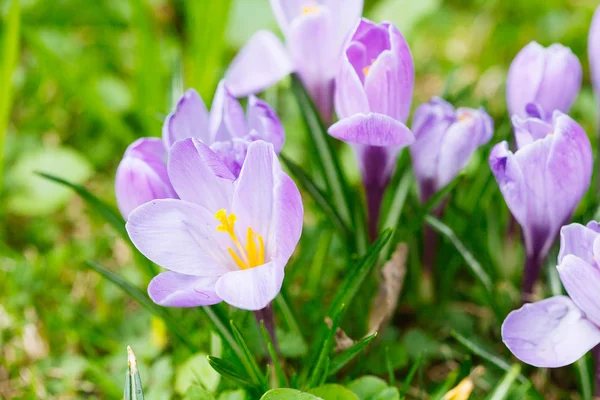 Grup mor Çiğdem (crocus sativus) seçmeli/yumuşak focu ile