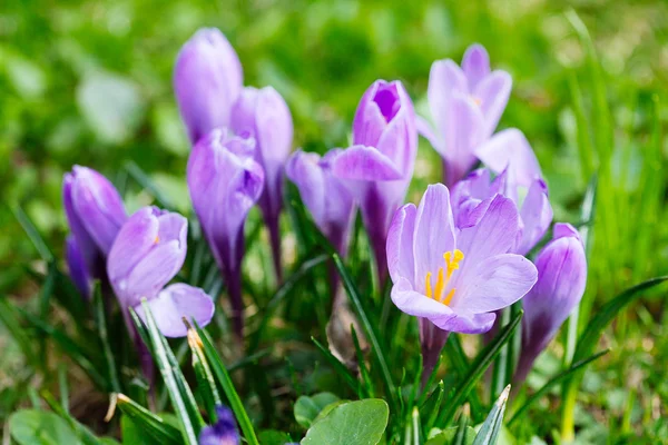 Grup mor Çiğdem (crocus sativus) seçmeli/yumuşak focu ile