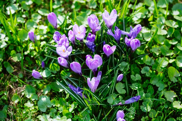 Grupo de cocodrilos morados (crocus sativus) con focos selectivos / blandos —  Fotos de Stock