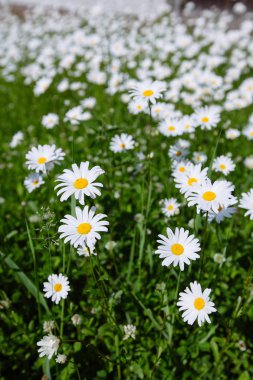 yukarıdan aşağıya yeşil çim ve camomiles güzel alanı olarak backgro