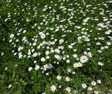 yukarıdan aşağıya yeşil çim ve camomiles güzel alanı olarak backgro