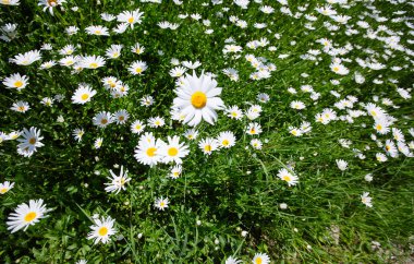 yukarıdan aşağıya yeşil çim ve camomiles güzel alanı olarak backgro