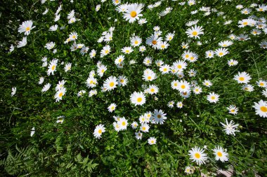 yukarıdan aşağıya yeşil çim ve camomiles güzel alanı olarak backgro