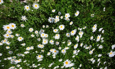 yukarıdan aşağıya yeşil çim ve camomiles güzel alanı olarak backgro