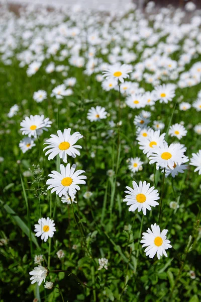 yukarıdan aşağıya yeşil çim ve camomiles güzel alanı olarak backgro