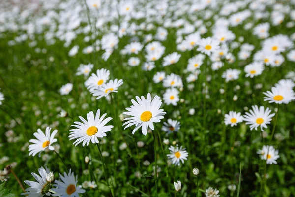 yukarıdan aşağıya yeşil çim ve camomiles güzel alanı olarak backgro