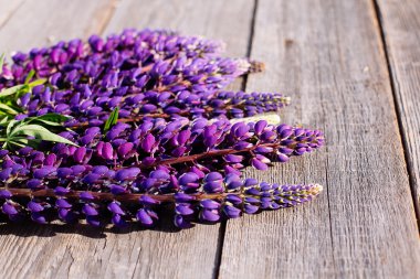 Ahşap zemin üzerine mavi lupines.