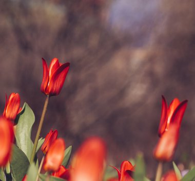 Kırmızı Lale Park grubu. Bahar