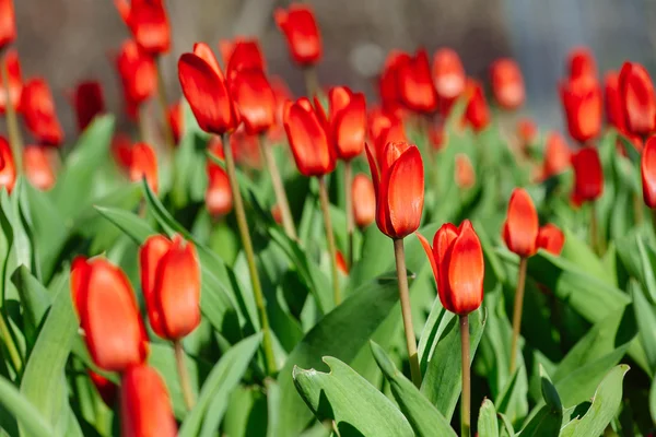 Grupo de tulipanes rojos en el parque. Primavera — Foto de Stock