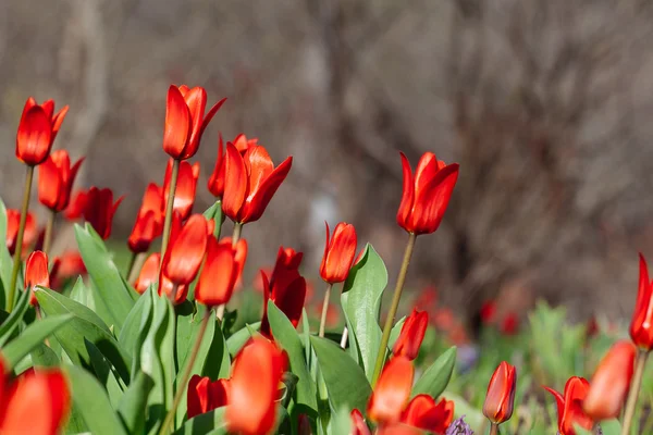 Grupo de tulipas vermelhas no parque. Primavera — Fotografia de Stock