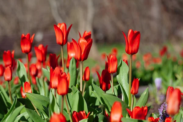 Grupo de tulipanes rojos en el parque. Primavera — Foto de Stock