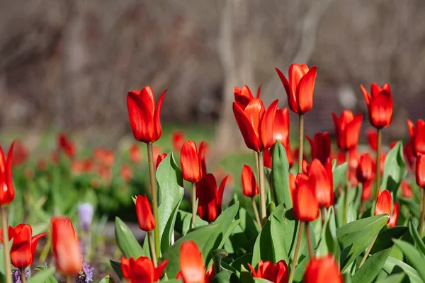 Grupo de tulipas vermelhas no parque. Primavera — Fotografia de Stock