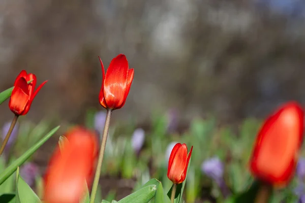 公園の赤いチューリップのグループ。春 — ストック写真