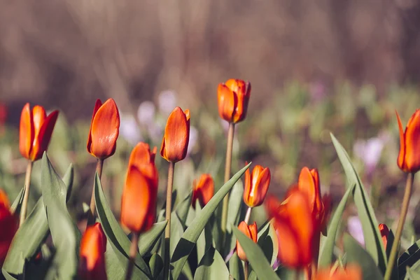 Gruppo di tulipani rossi nel parco. Primavera — Foto Stock