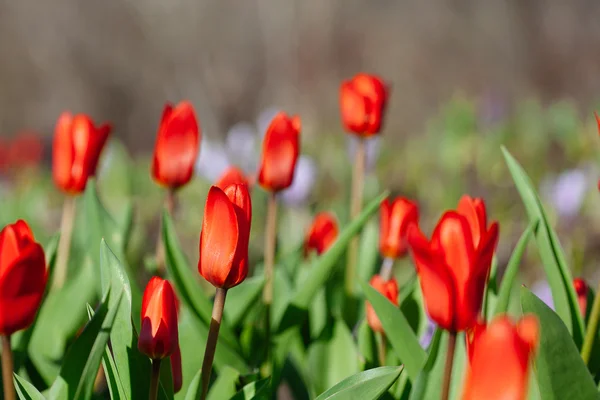 公園の赤いチューリップのグループ。春 — ストック写真