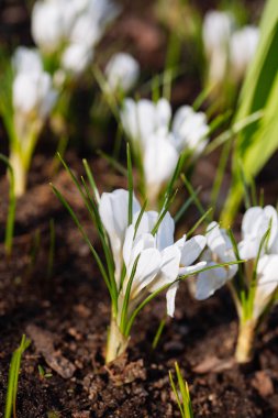 Güzel bahar beyaz Çiğdem