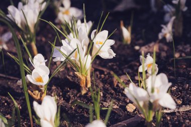 Güzel bahar beyaz Çiğdem