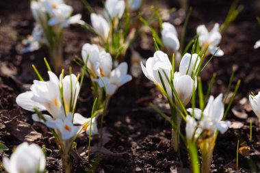 Güzel bahar beyaz Çiğdem