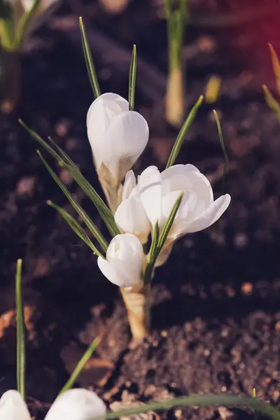 Bela primavera crocus branco — Fotografia de Stock