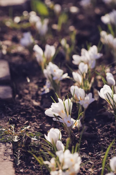 Bela primavera crocus branco — Fotografia de Stock