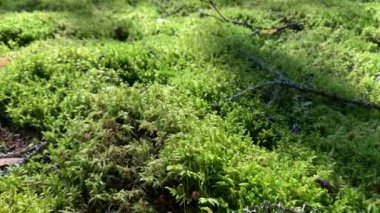 Güzel bir ormandaki yosun manzarasını kapat. Vahşi doğa konsepti