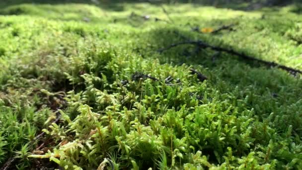 Vista Cerca Del Musgo Hermoso Bosque Concepto Naturaleza Salvaje — Vídeo de stock